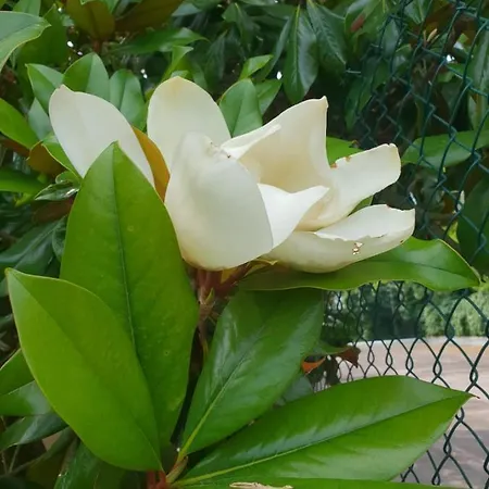 Il Giardino Di Mai Exclusive *