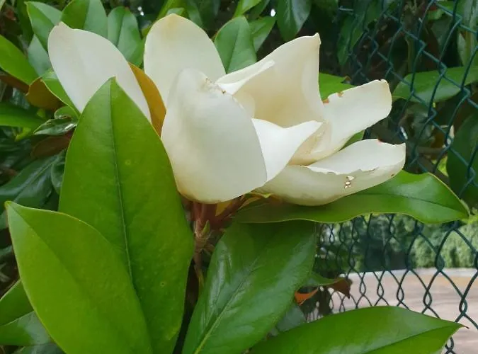 Il Giardino Di Mai Exclusive *